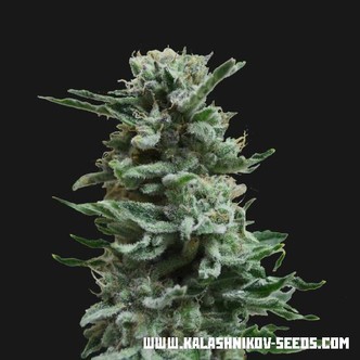 AK Skunk Auto (Kalashnikov Seeds) feminiserede cannabisfr&oslash;