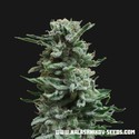 AK Skunk Auto (Kalashnikov Seeds) Feminiserede