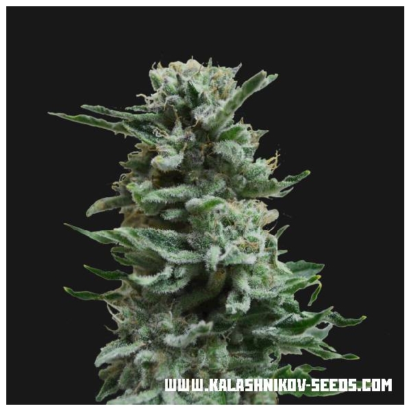 AK Skunk Auto (Kalashnikov Seeds) Feminiserede