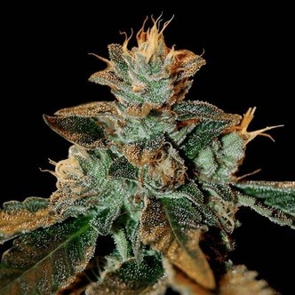 Cataract Kush (DNA Genetics) feminiserede cannabisfr&oslash;