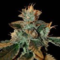Cataract Kush (DNA Genetics) Feminiserede