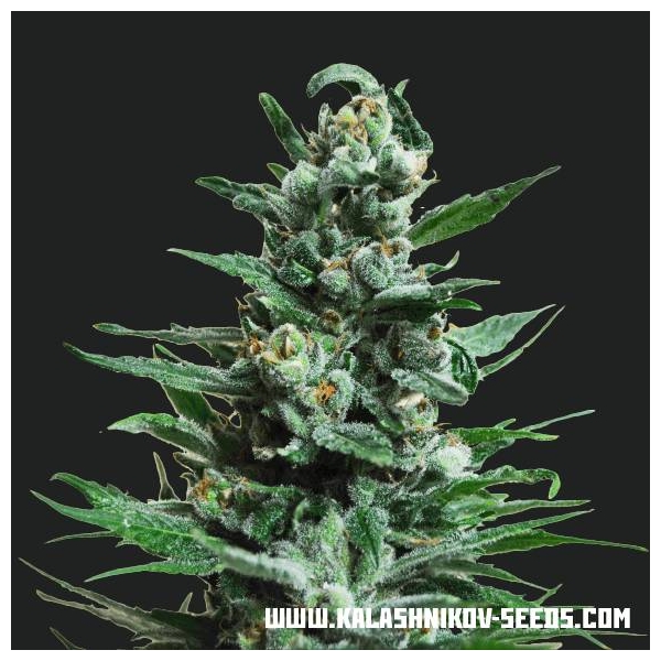 Moscow Blueberry Auto (Kalashnikov Seeds) Feminiserede