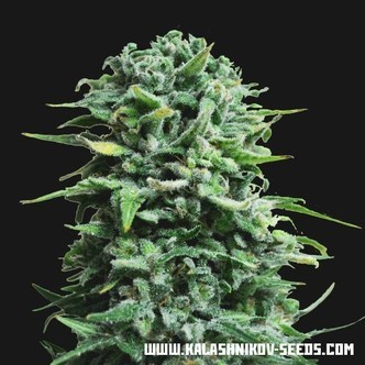 Siberian Haze Auto (Kalashnikov Seeds) feminiserede cannabisfr&oslash;
