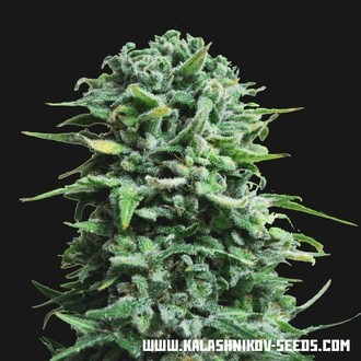 Siberian Haze Auto (Kalashnikov Seeds) Feminiserede