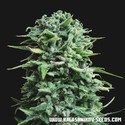 Siberian Haze Auto (Kalashnikov Seeds) Feminiserede