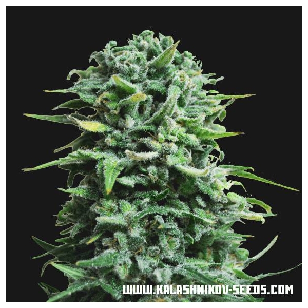 Siberian Haze Auto (Kalashnikov Seeds) Feminiserede