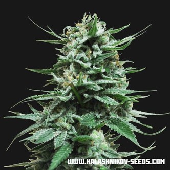 Northern Russian Auto (Kalashnikov Seeds) feminiserede