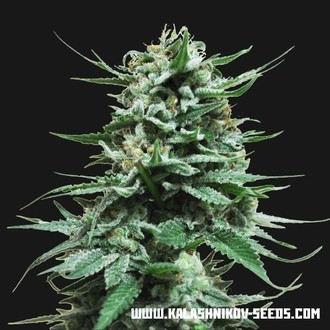 Northern Russian Auto (Kalashnikov Seeds) Feminiserede