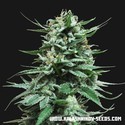 Northern Russian Auto (Kalashnikov Seeds) Feminiserede