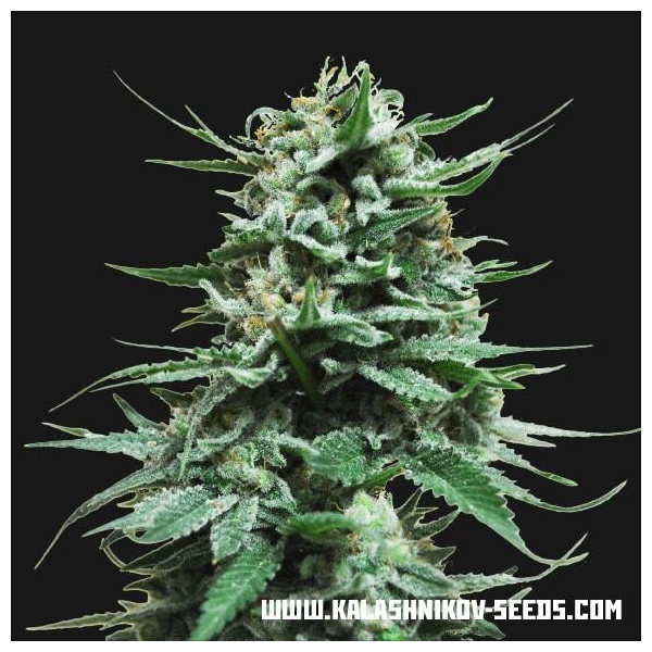 Northern Russian Auto (Kalashnikov Seeds) Feminiserede
