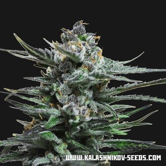 Acid Blue Auto (Kalashnikov Seeds) Feminiserede