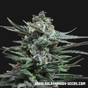 Acid Blue Auto (Kalashnikov Seeds) Feminiserede