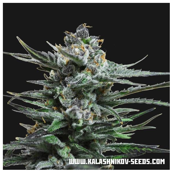 Acid Blue Auto (Kalashnikov Seeds) Feminiserede