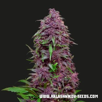 Purple Mazar Auto (Kalashnikov Seeds) feminiserede cannabisfr&oslash;