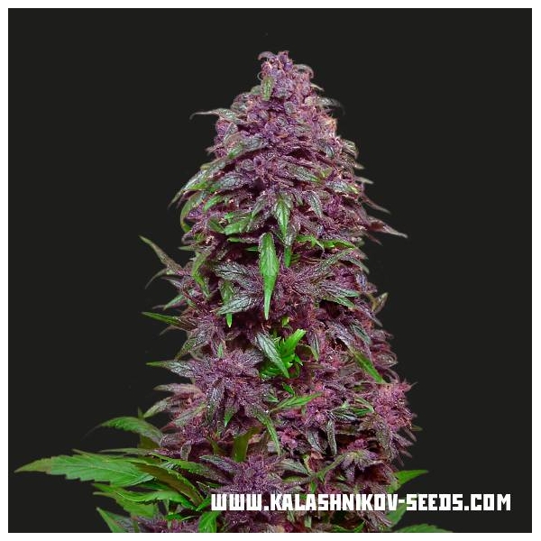 Purple Mazar Auto (Kalashnikov Seeds) Feminiserede