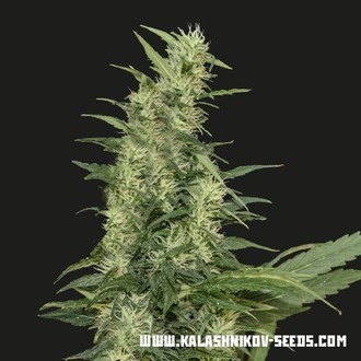 Amur Giant Auto (Kalashnikov Seeds) Feminiserede