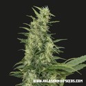 Amur Giant Auto (Kalashnikov Seeds) Feminiserede
