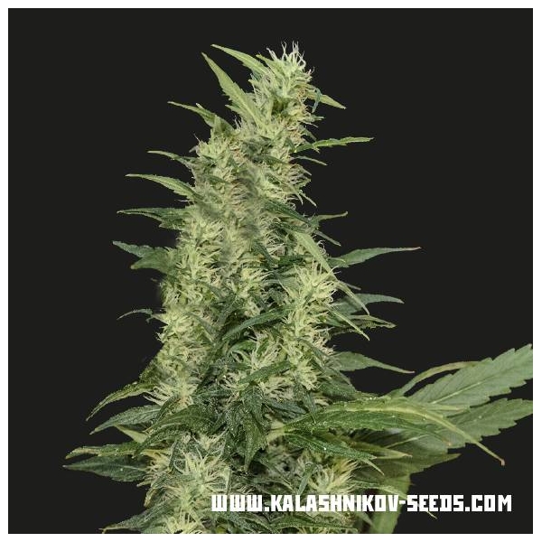 Amur Giant Auto (Kalashnikov Seeds) Feminiserede