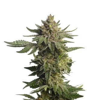 Green Magic (Amsterdam Genetics) feminiserede