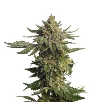 Green Magic (Amsterdam Genetics) Feminiserede