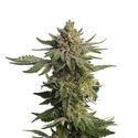 Green Magic (Amsterdam Genetics) Feminiserede