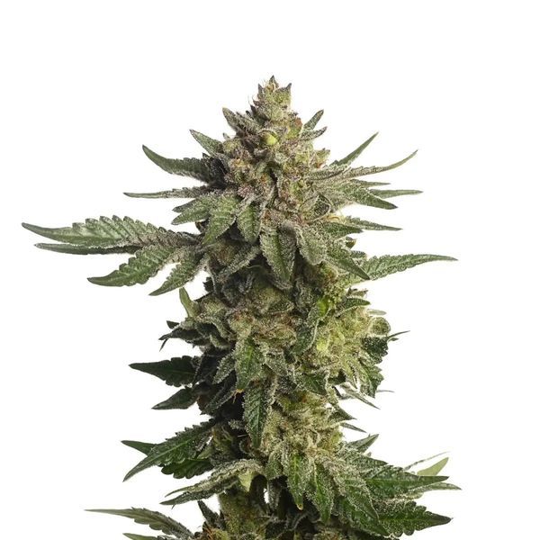Green Magic (Amsterdam Genetics) Feminiserede