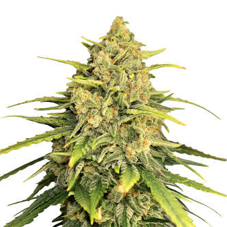 Tangerine G13 (Amsterdam Genetics) feminiserede cannabisfr&oslash;