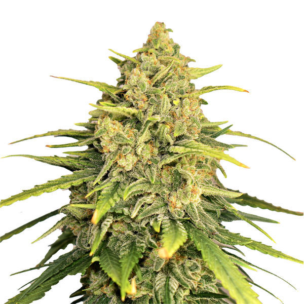 Tangerine G13 (Amsterdam Genetics) Feminiserede