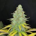 Choco Kush Auto (Amsterdam Genetics) Feminiserede