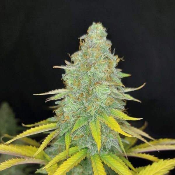 Choco Kush Auto (Amsterdam Genetics) Feminiserede