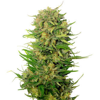 Choco Kush Auto (Amsterdam Genetics) feminiserede cannabisfr&oslash;