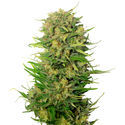 Choco Kush Auto (Amsterdam Genetics) Feminiserede