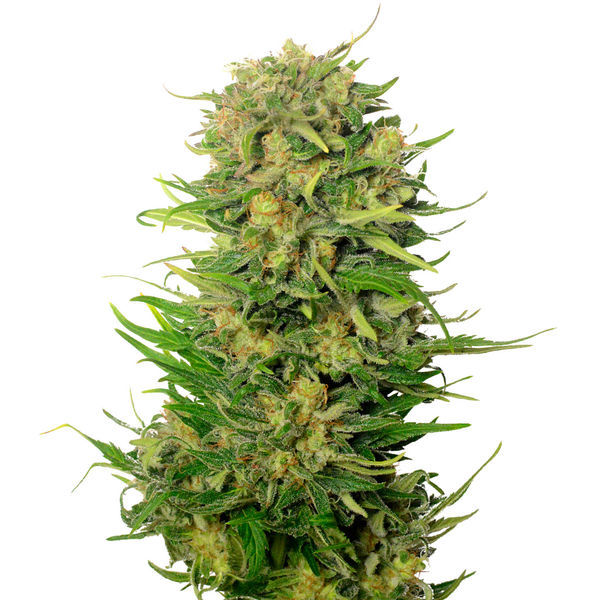 Choco Kush Auto (Amsterdam Genetics) Feminiserede