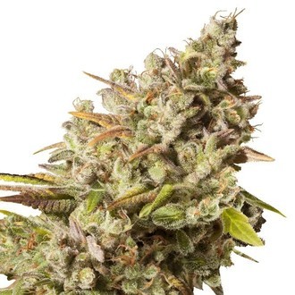 Royal Gorilla (Royal Queen Seeds) Feminiserede