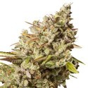 Royal Gorilla (Royal Queen Seeds) Feminiserede