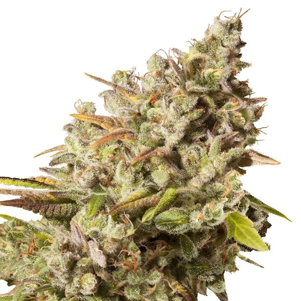 Royal Gorilla (Royal Queen Seeds) Feminiserede