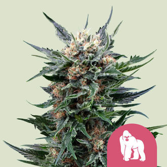 Royal Gorilla (Royal Queen Seeds) Feminiserede