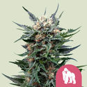 Royal Gorilla (Royal Queen Seeds) Feminiserede
