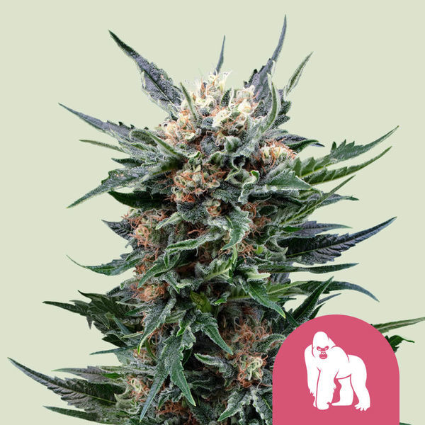 Royal Gorilla (Royal Queen Seeds) Feminiserede