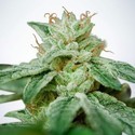 CBD Star (Ministry of Cannabis) Feminiserede