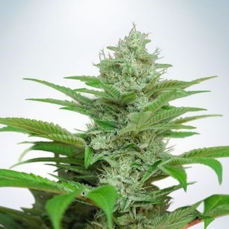 Auto CBD Star (Ministry of Cannabis) Feminiserede