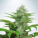 Auto CBD Star (Ministry of Cannabis) Feminiserede