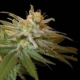 Kushberry (DNA Genetics) Feminiserede