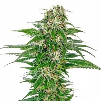 Early Skunk Autoflower (Sensi Seeds) Feminiserede