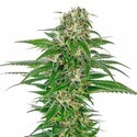 Early Skunk Autoflower (Sensi Seeds) Feminiserede