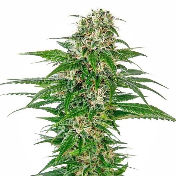 Early Skunk Autoflower (Sensi Seeds) Feminiserede