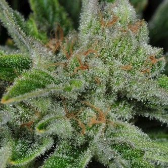 Ghost Train Haze 1 (Rare Dankness) feminiserede/regul&aelig;re
