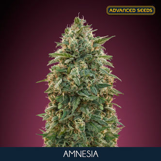 Amnesia (Advanced Seeds) feminiserede