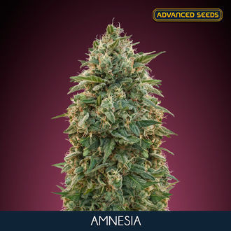Amnesia (Advanced Seeds) Feminiserede