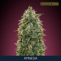Amnesia (Advanced Seeds) Feminiserede